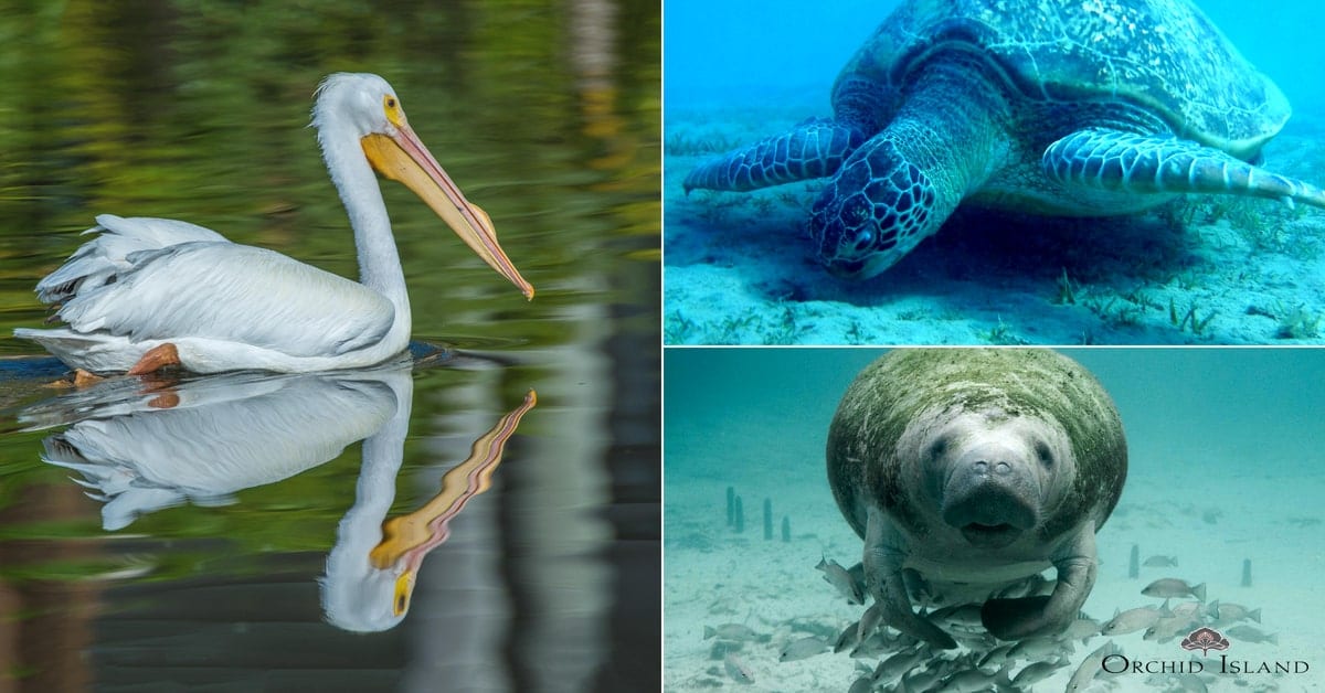 A collection of three animal "neighbors" of Orchid Island, a rare White Pelican, a sea turtle, and a manatee.