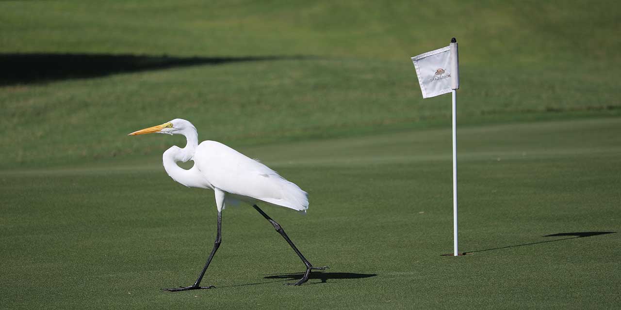 Egret walking on putting green at Orchid Island Golf Club