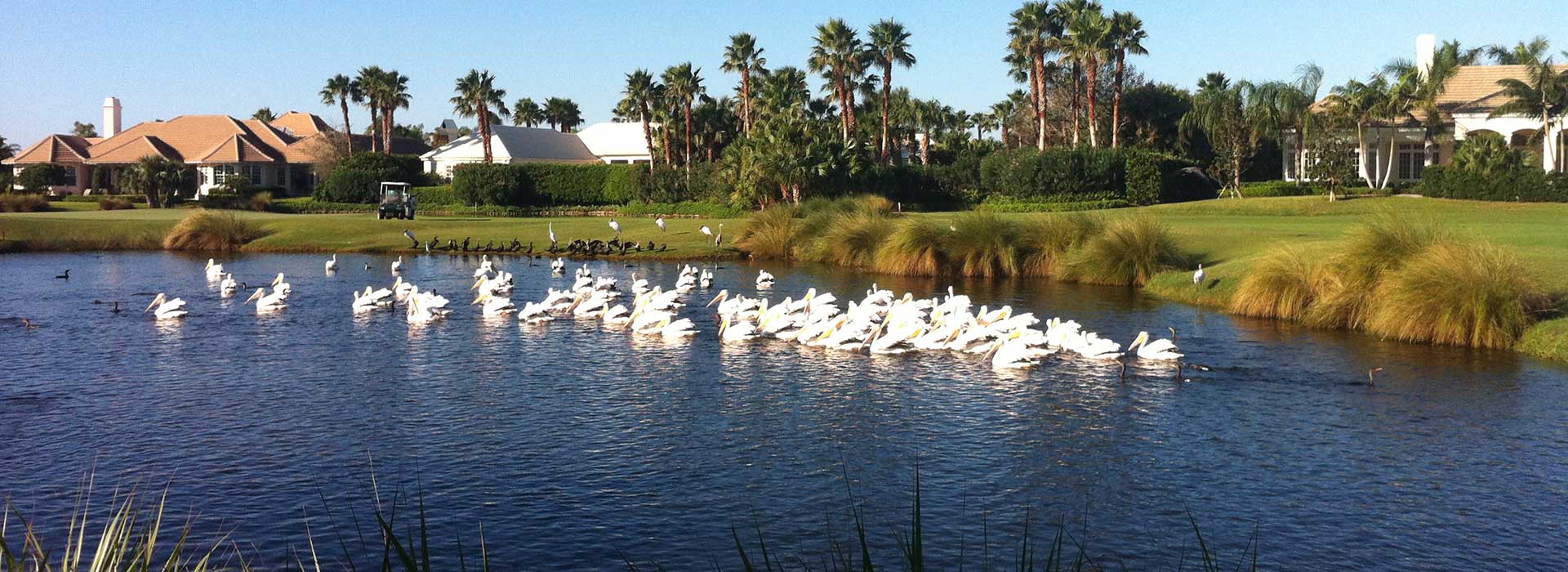 White birds on the lake behind homes in Orchid Island