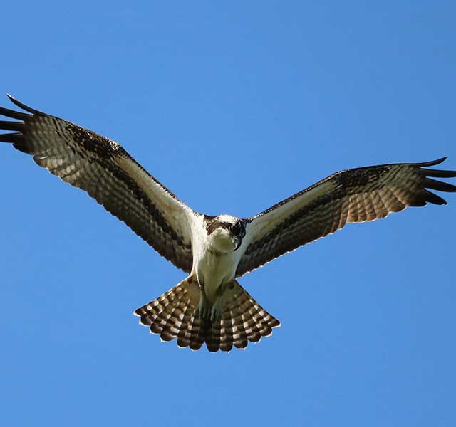 Hawk flying over Orchid Island