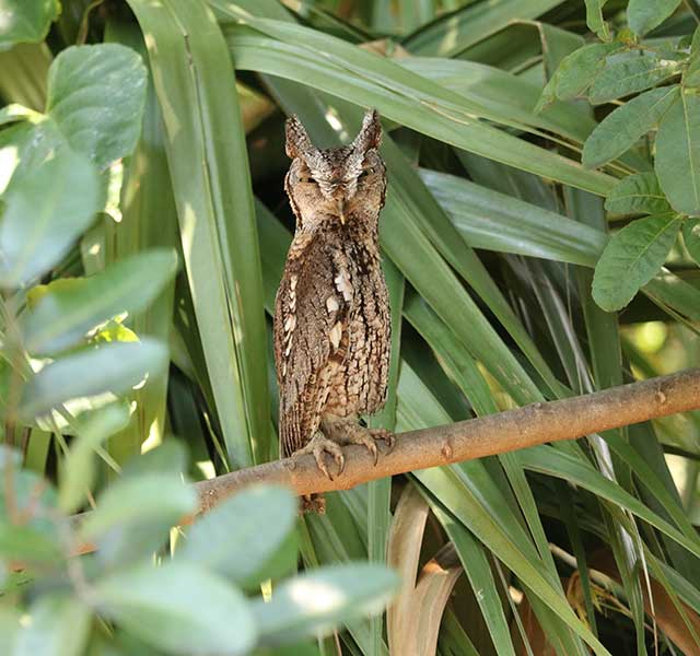 Owl perched on a branch at Orchid Island