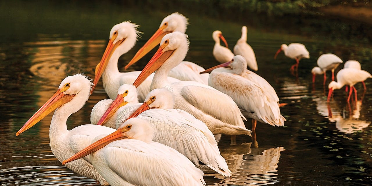 A flock of rare white pelicans cool down in one of Orchid Island's lakes.