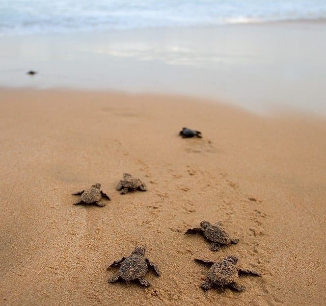 Baby sea turtles make their way back towards the ocean near Orchid Island after hatching.