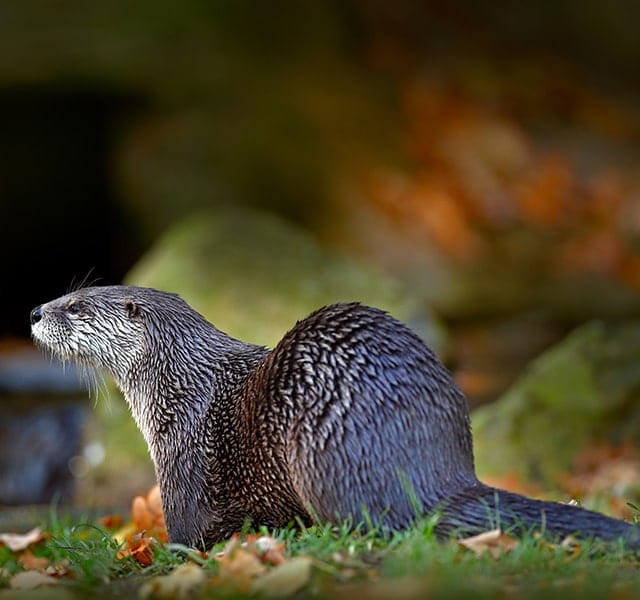 River Otter at Orchid Island