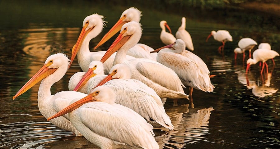 White Pelicans in the water at Orchid Island
