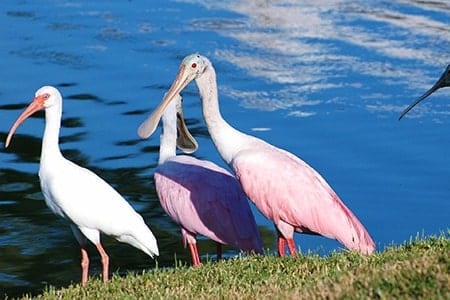 Ibis and Roseate Spoonbill on the lake at Orchid Island