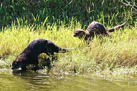 Two otters entering the water at Orchid Island