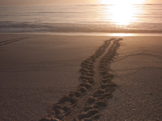 Turtle Tracks at Orchid Island Beach