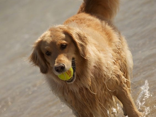 Golden Retriever with ball playing at the beach at Orchid Island