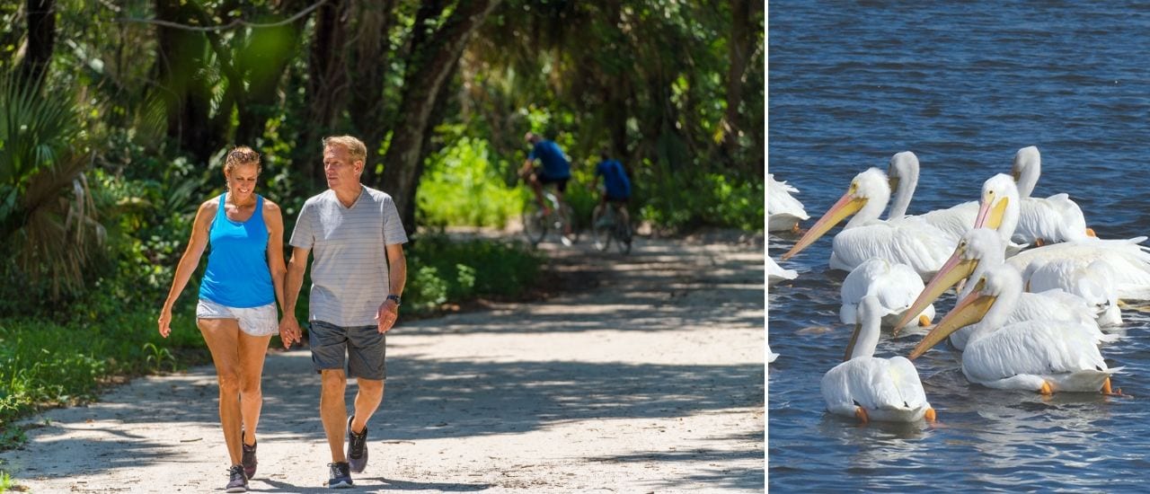 Man and woman on walking trail on the left, rare white pelicans to the right.
