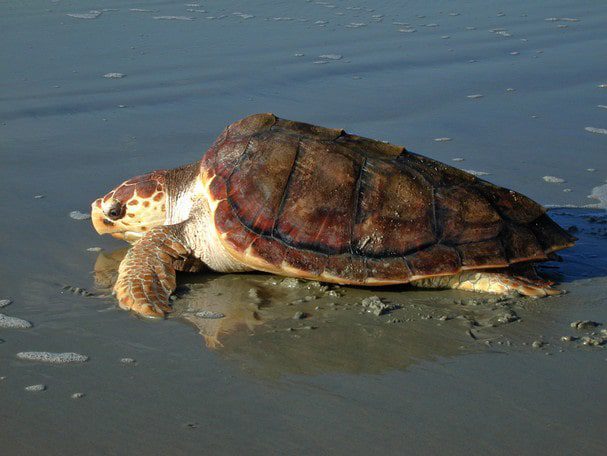 sea turtle on the vero beach sand near orchid island