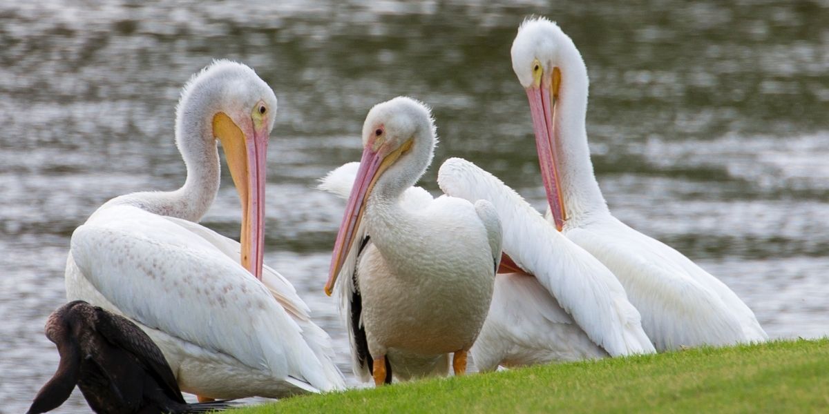 group of white birds on next to the water at orchid island