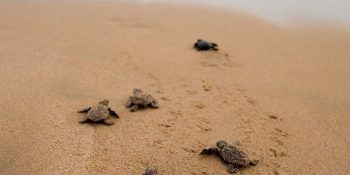 4-vero-beach-baby-sea-turtles-blog-022422-min