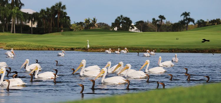 White Pelicans in lake on Barrier Island Golf Course