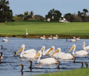 Orchid Island Vero Beach FL Wildlife birds