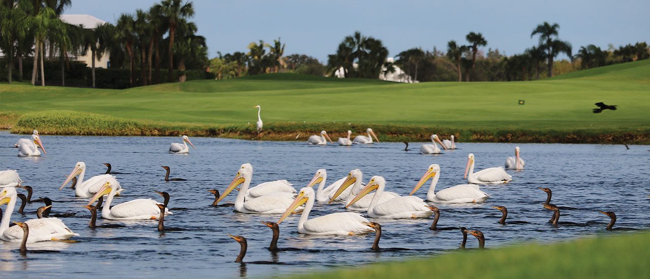 Orchid Island Vero Beach FL Wildlife birds