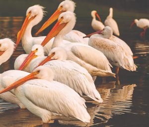 White pelicans standing together in shallow water along Florida’s coastal lagoon