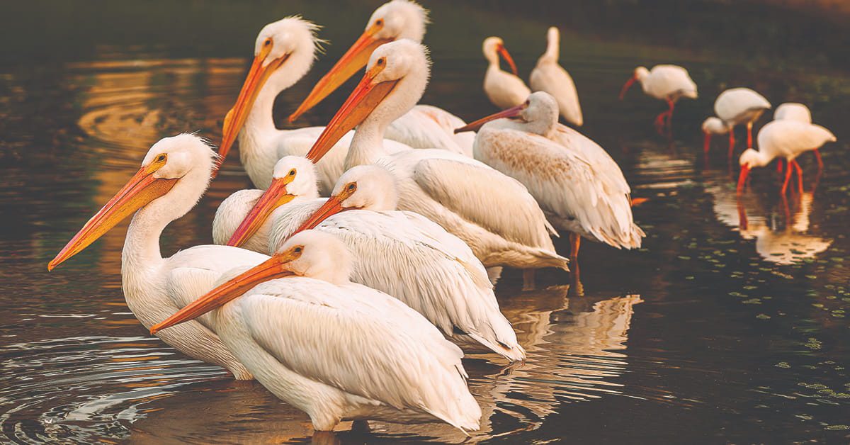 White pelicans standing together in shallow water along Florida’s coastal lagoon