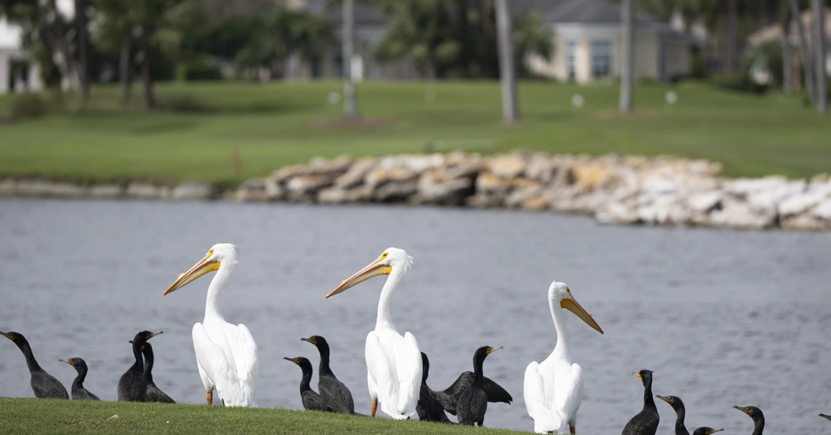 White pelicans and cormorants standing along a grassy shoreline beside a lagoon