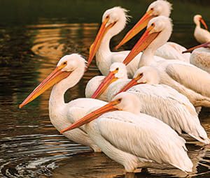 When the White Pelicans Return news thumbnail