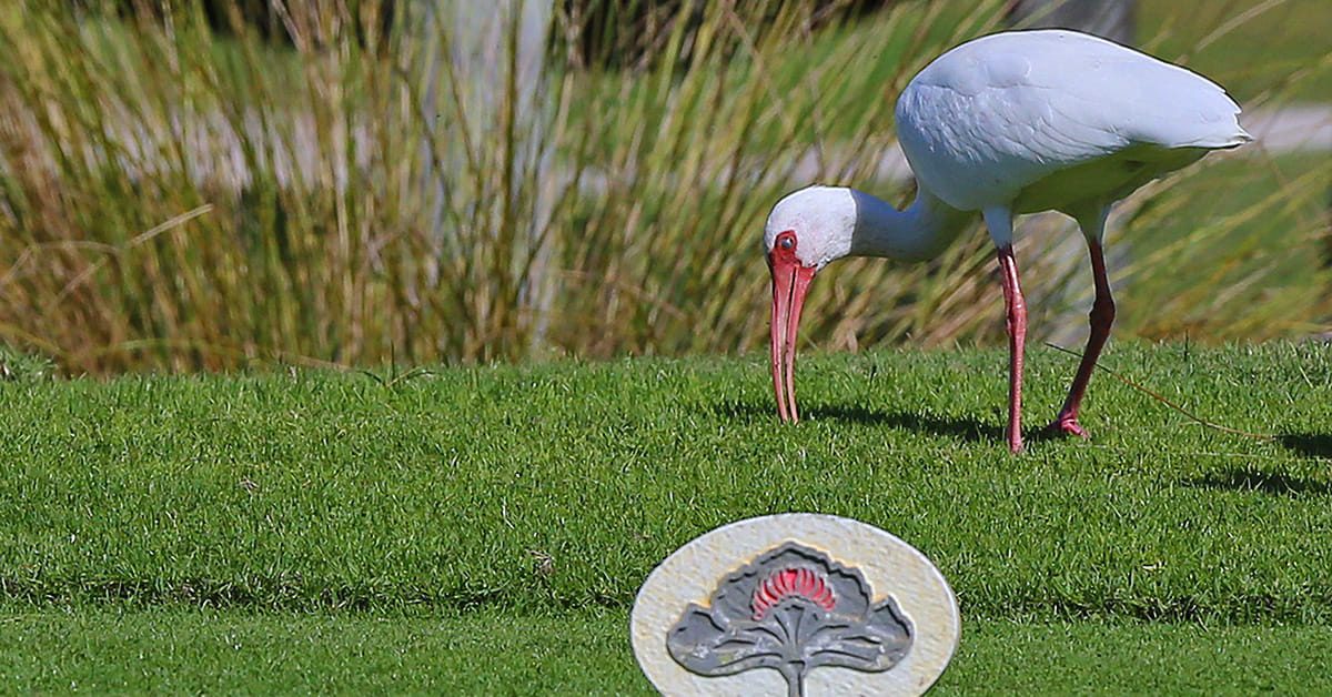 Ibis on Orchid Island tee