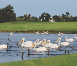 White pelicans and cormorants glide across a serene golf course water hazard, framed by lush fairways and tropical palms under blue Florida skies.