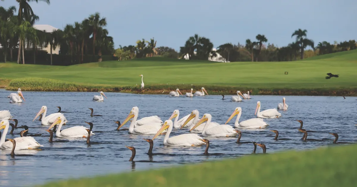 White pelicans and cormorants glide across a serene golf course water hazard, framed by lush fairways and tropical palms under blue Florida skies.